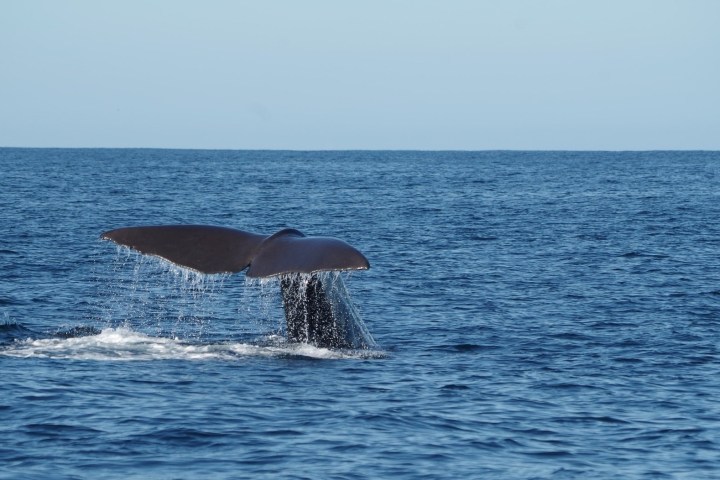 a whale jumping out of the water