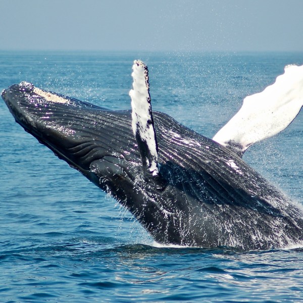 a whale splashing in a body of water